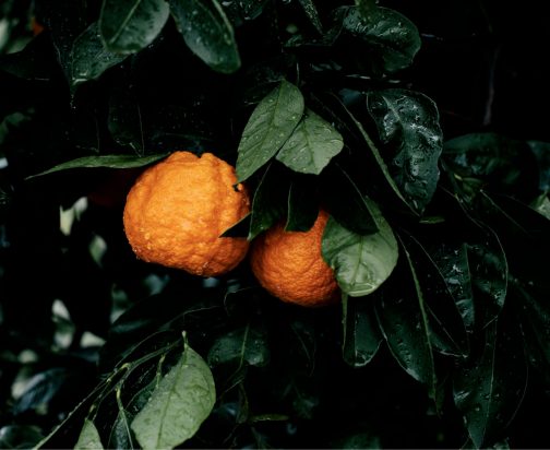 Mandarin orchard