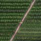 A field with a tractor in it