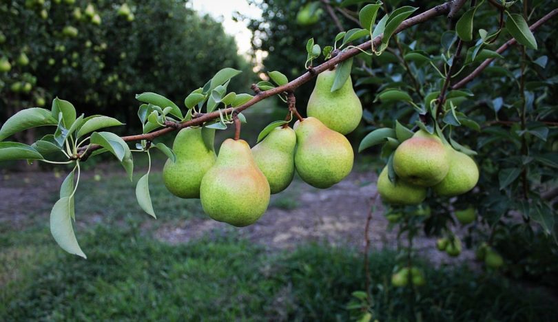 Stillwater Orchards 